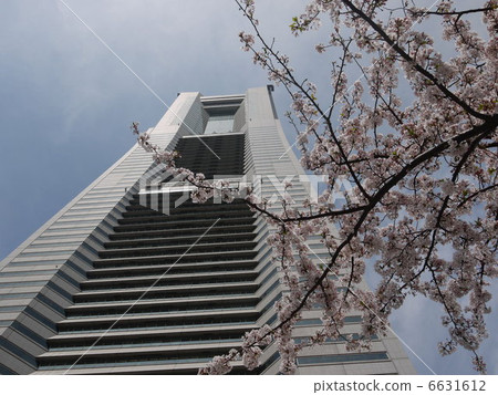 View of Landmark Tower and cherry blossoms 6631612