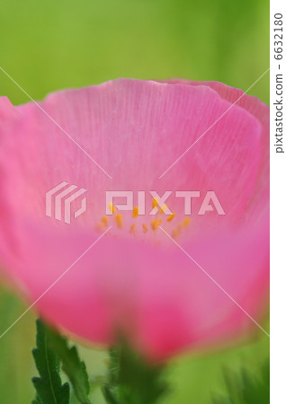 Chirley Poppy 6632180