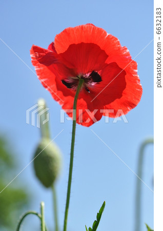 Chirley Poppy 6632183