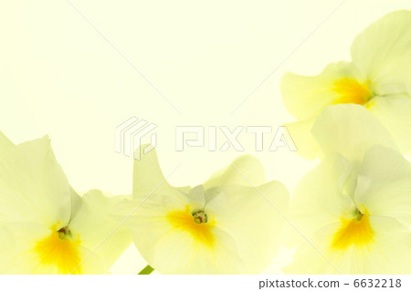 Pale yellow pansy background Pale yellow pansy background 6632218