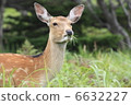 Ezo deer 6632227