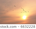 Migratory birds and sunset 6632228