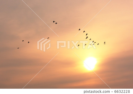 候鳥和日落 6632228