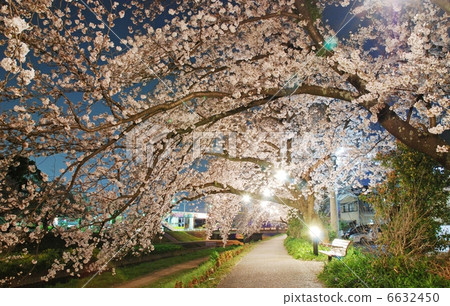 A cherry tree at night in the Sanagawa, Toyokawa-shi, Aichi 6632450
