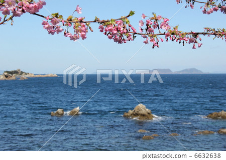 河津櫻花和大海 6632638