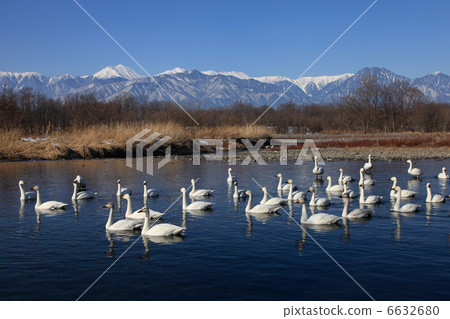 Swans in Azumino and North Alps Swans in Azumino and North Alps 6632680