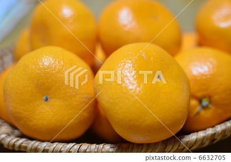 橘子 6632705
