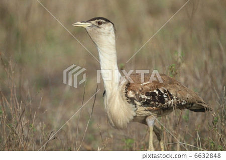 Australia oonogun 6632848