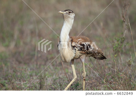 Australia oonogun 6632849