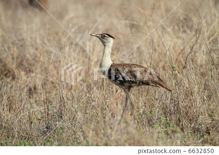 Australia oonogun 6632850