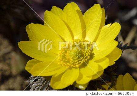 Fukushuou (Fukujusugi) 6633054