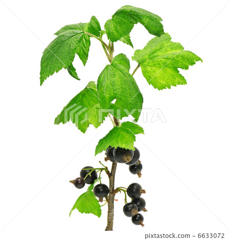 black currant 6633072