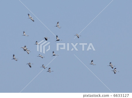 Manaduru's Kitajin Line Manaduru's Kitajin Line 6633127