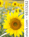 sunflower	 6633282
