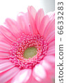 Gerbera 6633283