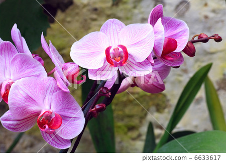 orchid flower 6633617