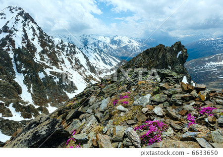 Alp flowers  over mountain precipice and clouds 6633650