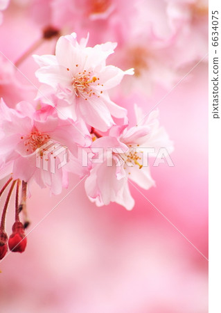 八重红枝垂れ桜 6634075