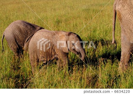 African elephant children African elephant children 6634220