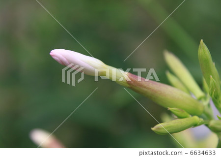 Soapwort花蕾 6634633