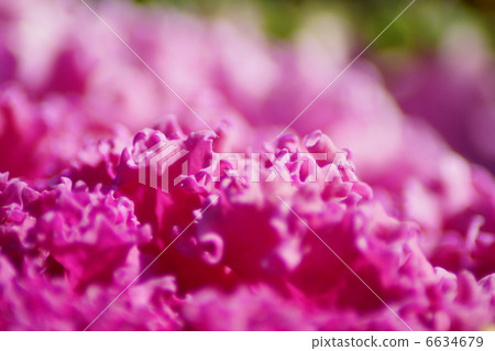 哈納白菜 哈納白菜 6634679