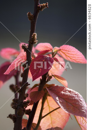 Oobabenigashiwa 6634828