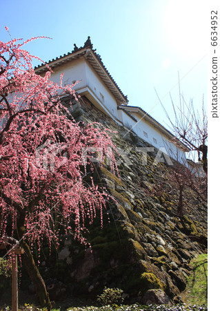 閃耀燦爛的早春高知城堡梅花的色彩和陽光拍攝2月20日 6634952