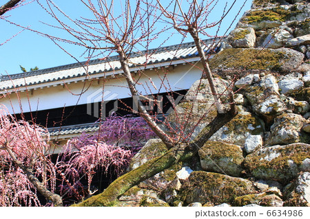 Shining brilliant early spring Kochi Castle plum brilliance and tricks shooting February 20 Shining brilliant early spring Kochi Castle plum brilliance and tricks shooting February 20 6634986