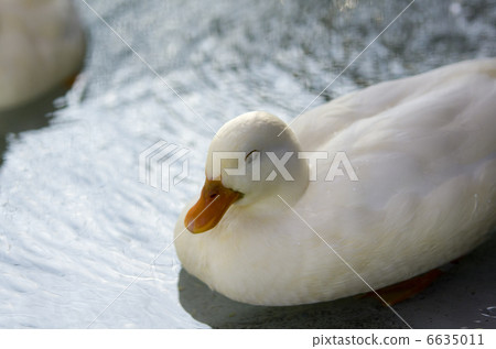Call duck (duck) Call duck (duck) 6635011