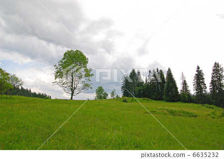 lonely tree lonely tree 6635232