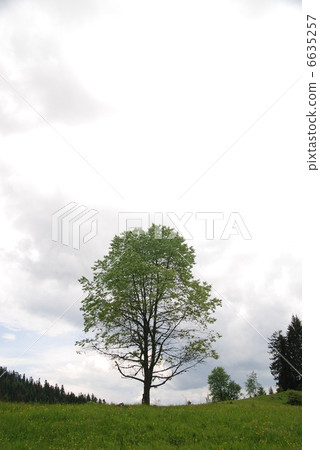 lonely tree lonely tree 6635257