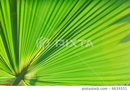 palm background 6639351