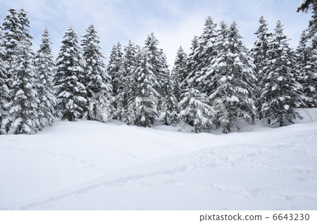 Todomatsu wearing snow (Northern Alps / Nishi Hodakadake) 6643230