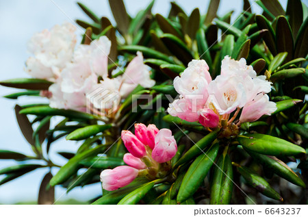 杜鵑花(屋久島/ Miyanoura dake) 杜鵑花(屋久島/ Miyanoura dake) 6643237