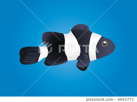Vector illustration of clownfish isolated on blue background     6643772