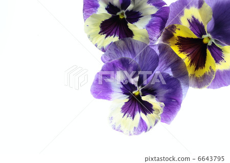 藍色紫色蝴蝶花背景 6643795