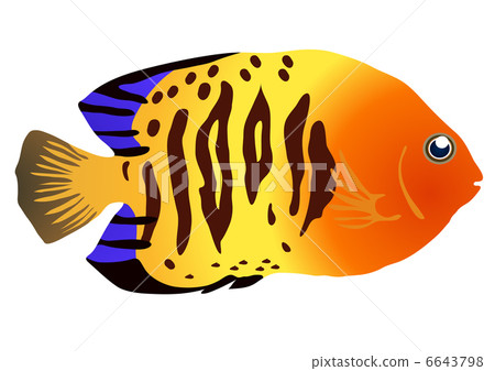 Vector illustration of colorful tropical fish  6643798