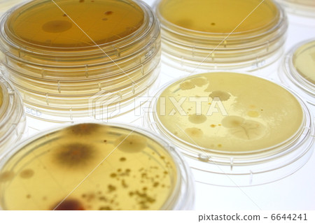 房塵的粘附細菌培養 6644241