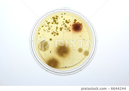房塵的粘附細菌培養 6644244