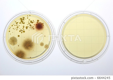 房塵的粘附細菌培養 6644245