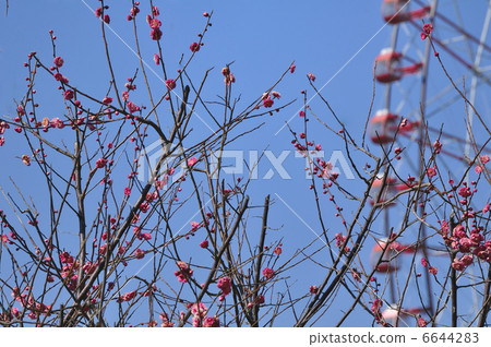 Plum Ferris Wheel Tourism 6644283