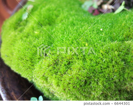 苔 6644301