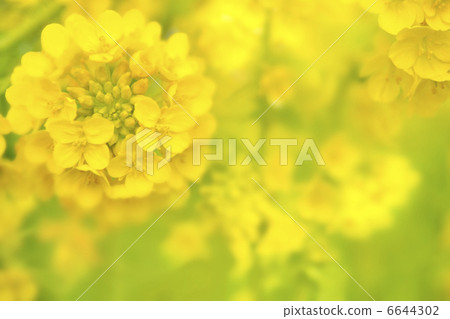 強姦開花 6644302