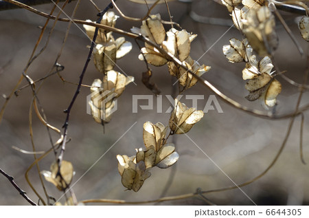 Fruit shell of Onidokoro 6644305