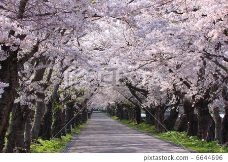 北斗市（原Ueshi-cho）櫻花隧道01 6644696