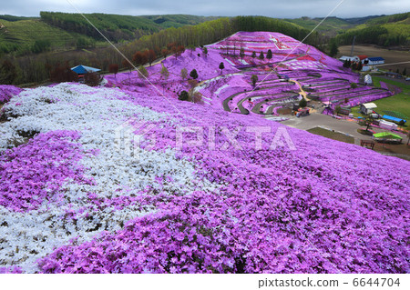 Algae Kotaro Sakura Park in full bloom 6644704