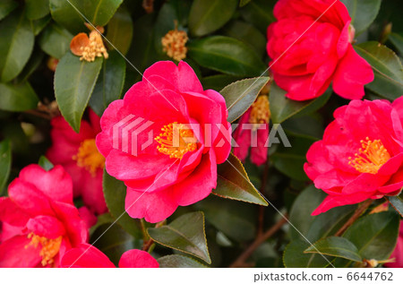 Tree · Sasanha camelliae Tree · Sasanha camelliae 6644762