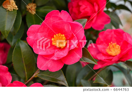 Tree · Sasanha camelliae 6644763