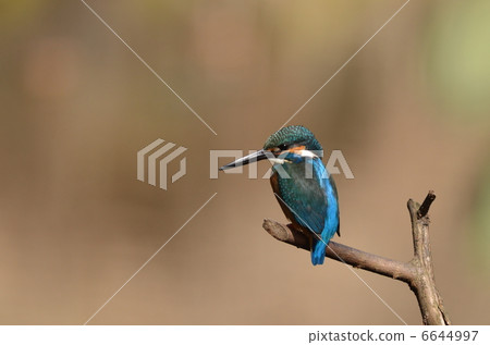 Kawasemi kun停在樹枝上 Kawasemi kun停在樹枝上 6644997