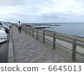 Sea	 6645013